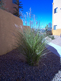 Prennial Fountain Grass 