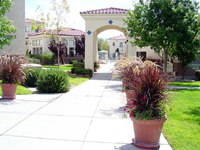 Purple Fountain Geraniums