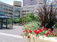 Purple Fountain/Ivy Geraniums